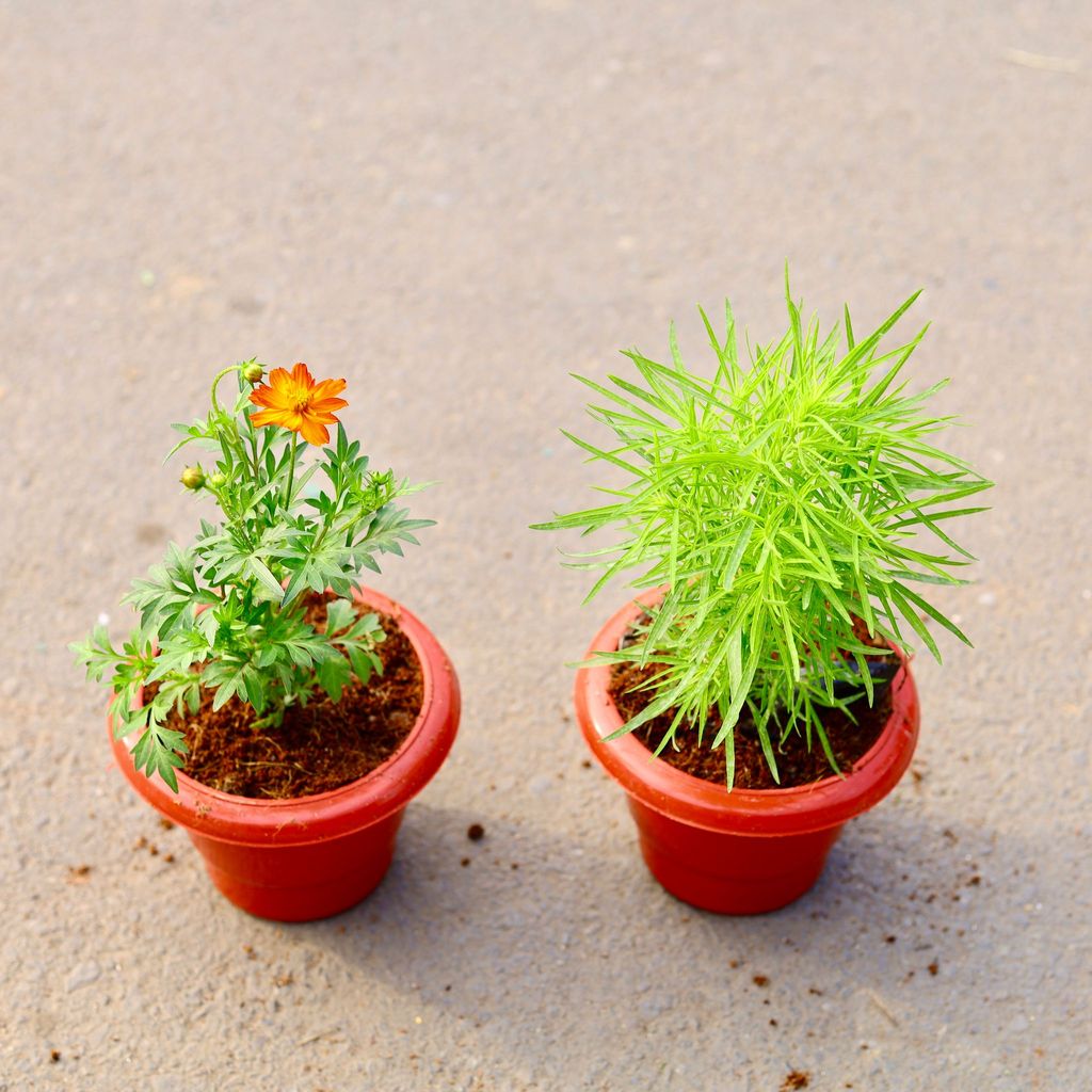 ATUL4699 - Set of 2 - Kochia & Cosmos (any colour) in 6 Inch Classy Red Plastic Pot