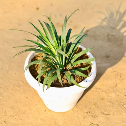 Buy Yucca Silver in 8 Inch Classy White Plastic Pot Online | Urvann.com