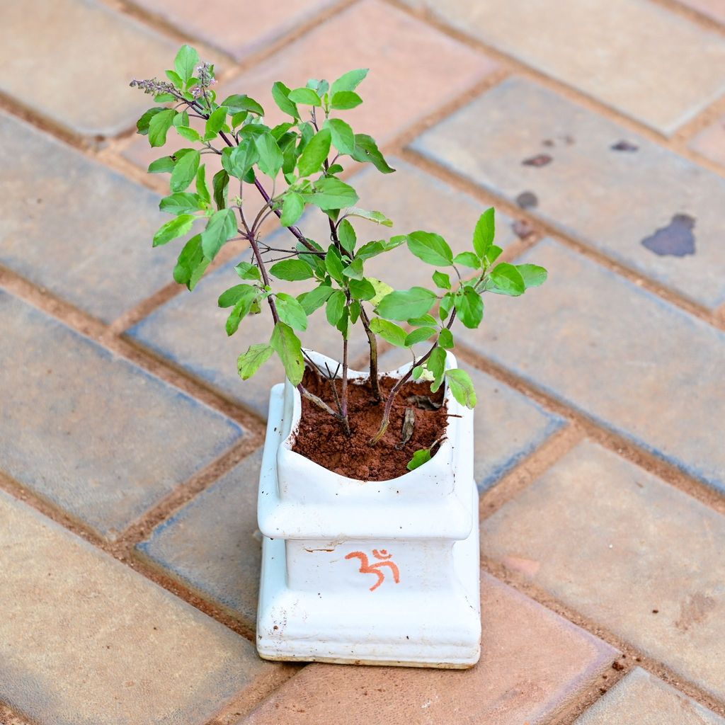 ATUL8212 - Tulsi / Basil in 5 Inch Tulsi Ceramic Pot (Any Colour)