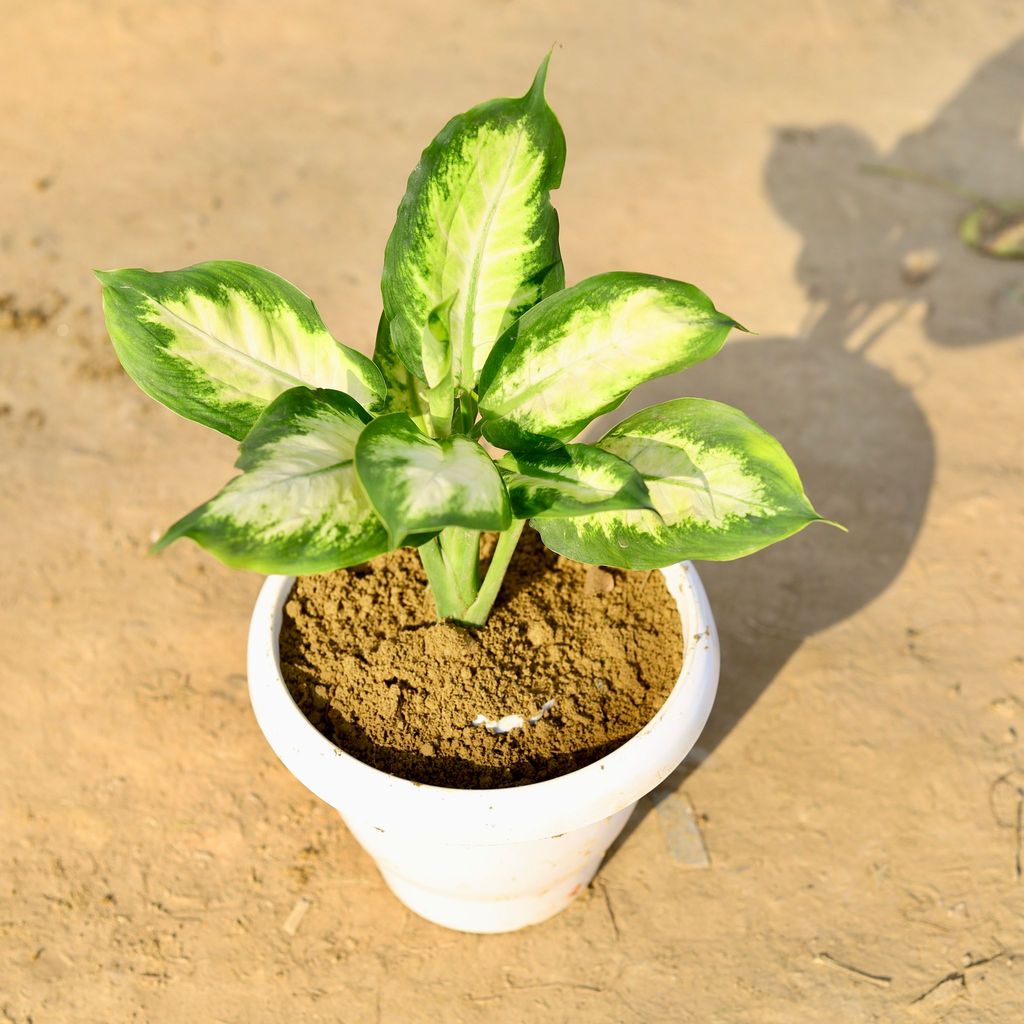 ATUL5520 - Dieffenbachia Honeydew in 8 Inch Classy White Plastic Pot