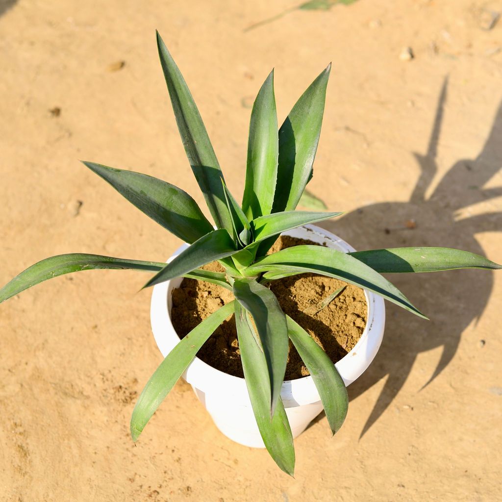 ATUL5527 - Agave / Kamal Cactus in 8 Inch Classy White Plastic Pot