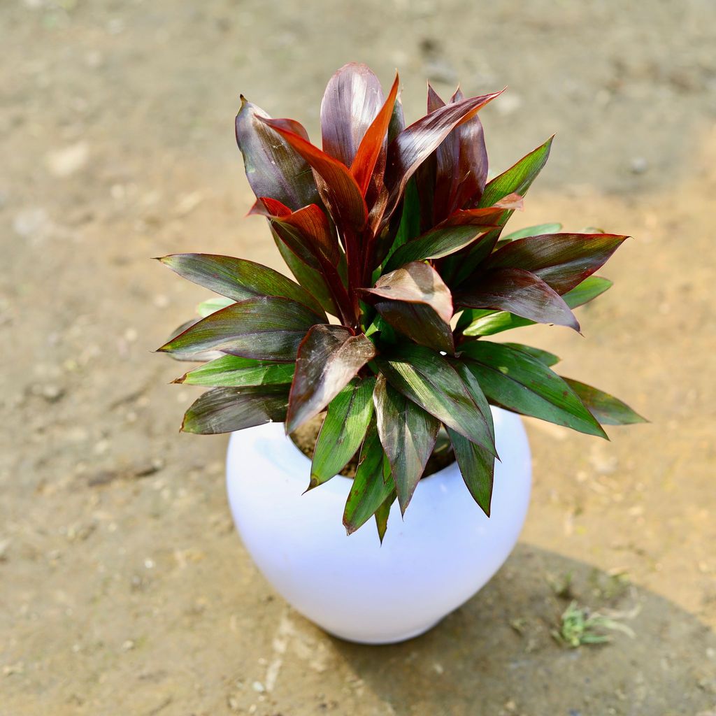 ATUL5547 - Dracaena Compacta Red in 5 Inch Classy White Apple Plastic Pot