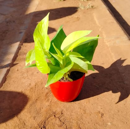 Buy Money Plant Golden in 4 Inch Red Premium Orchid Round Plastic Pot Online | Urvann.com