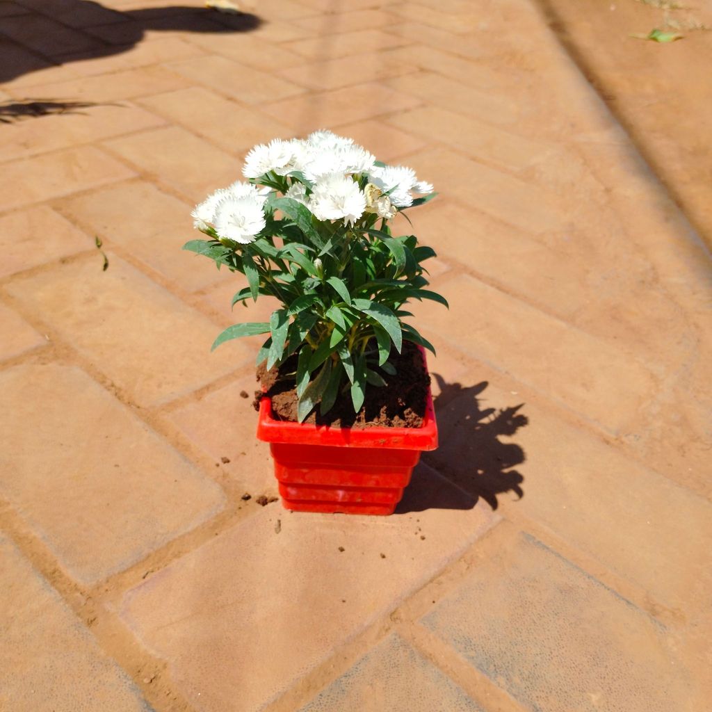 ATUL4558 - Dianthus (any colour) in 4 Inch Red Premium Orchid Square Plastic Pot