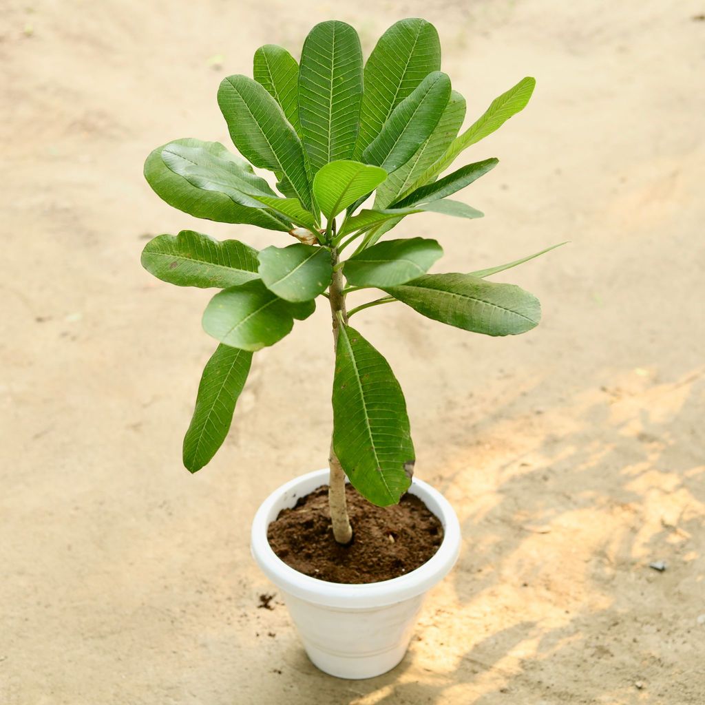 ATUL8267 - Champa / Plumeria (any colour) in 8 Inch Classy White Plastic Pot