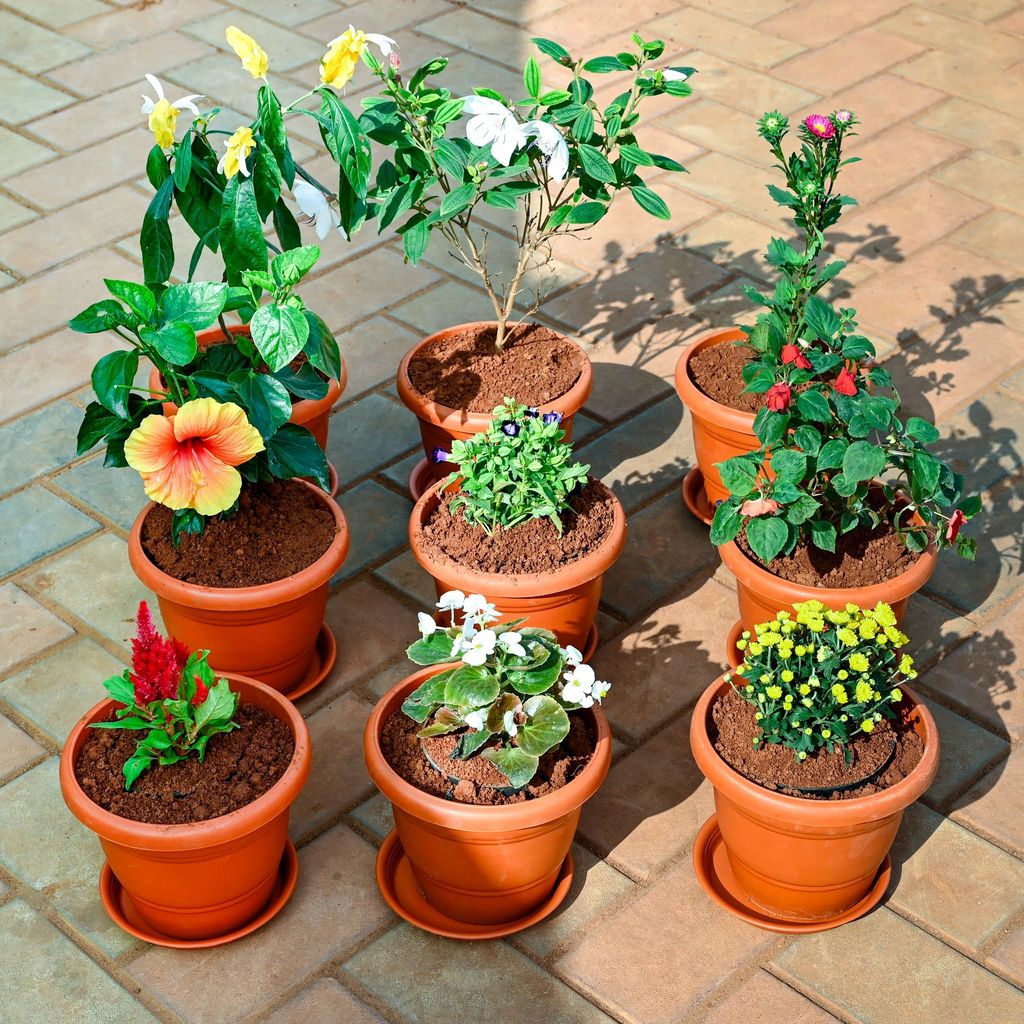 ATUL8283 - Set of 9 - Cockscomb, Lollipop, Aster, Chrysanthemum / Guldawari, Begonia, Torenia / Wishbone, Madhu Malti / Rangoon Creeper, Salvia & Hibiscus (Any Colour) in 7 Inch Classy Red Plastic Pot with Tray