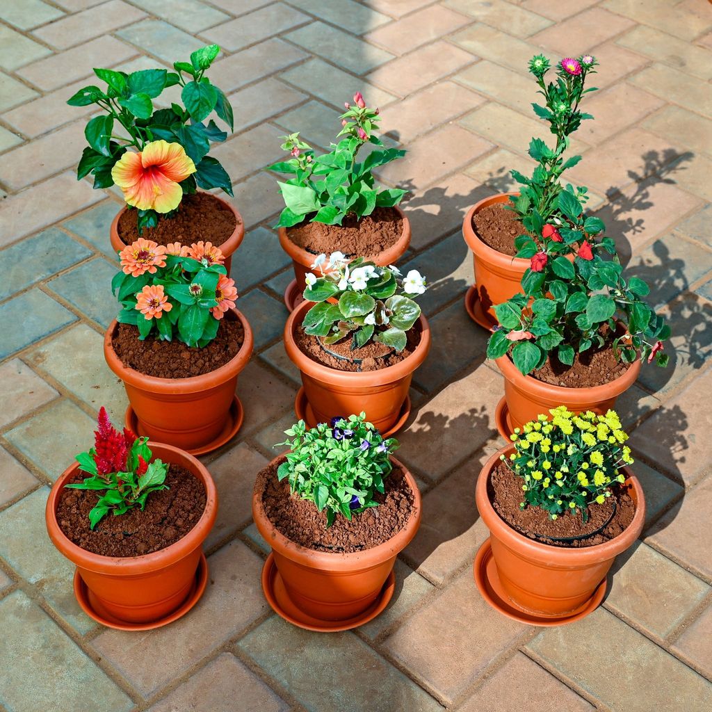 ATUL8284 - Set of 9 - Cockscomb, Bougainvillea, Aster, Chrysanthemum / Guldawari, Begonia, Torenia / Wishbone, Zinnia , Salvia & Hibiscus (Any Colour) in 7 Inch Classy Red Plastic Pot with Tray