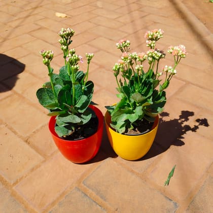 Buy Set of 2 - Kalanchoe Succulent (any colour) in 6 Inch Premium Orchid Round Plastic Pot (any colour) Online | Urvann.com