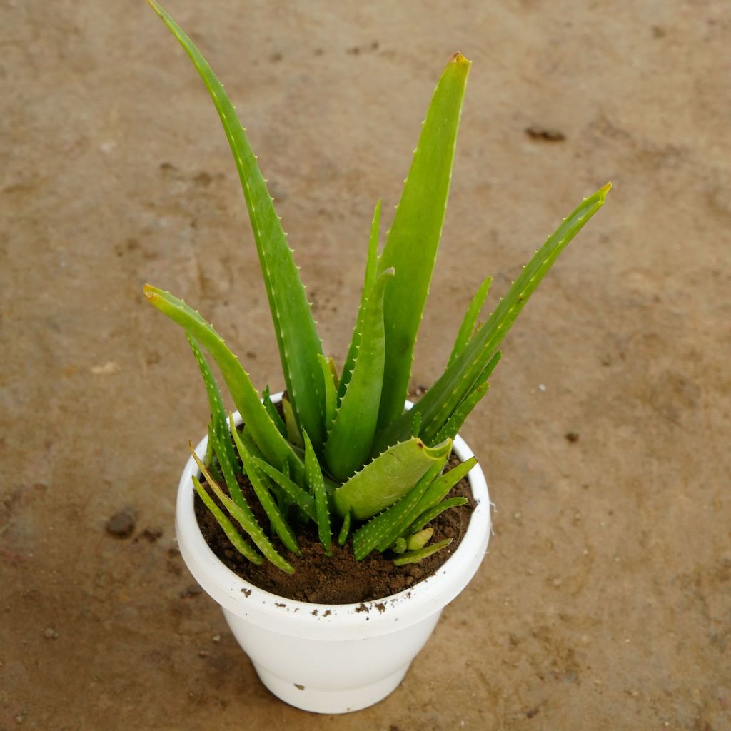 ATUL8104 - Aloe Vera in 8 Inch Classy White Plastic Pot