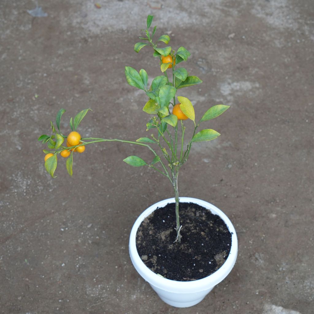 ATUL8109 - Narangi / Orange in 8 Inch Classy White Plastic Pot