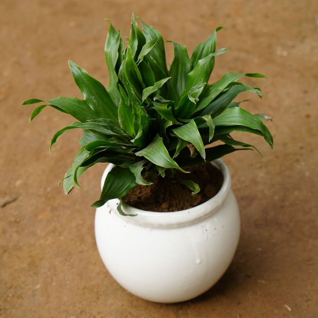 ATUL8120 - Dracaena Compacta in 5 Inch Classy White Matki Ceramic Pot