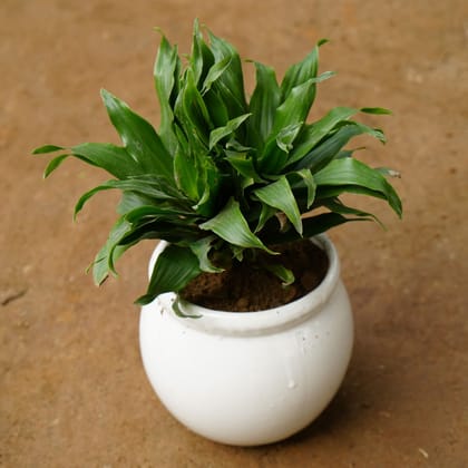 Buy Dracaena Compacta in 5 Inch Classy White Matki Ceramic Pot Online | Urvann.com