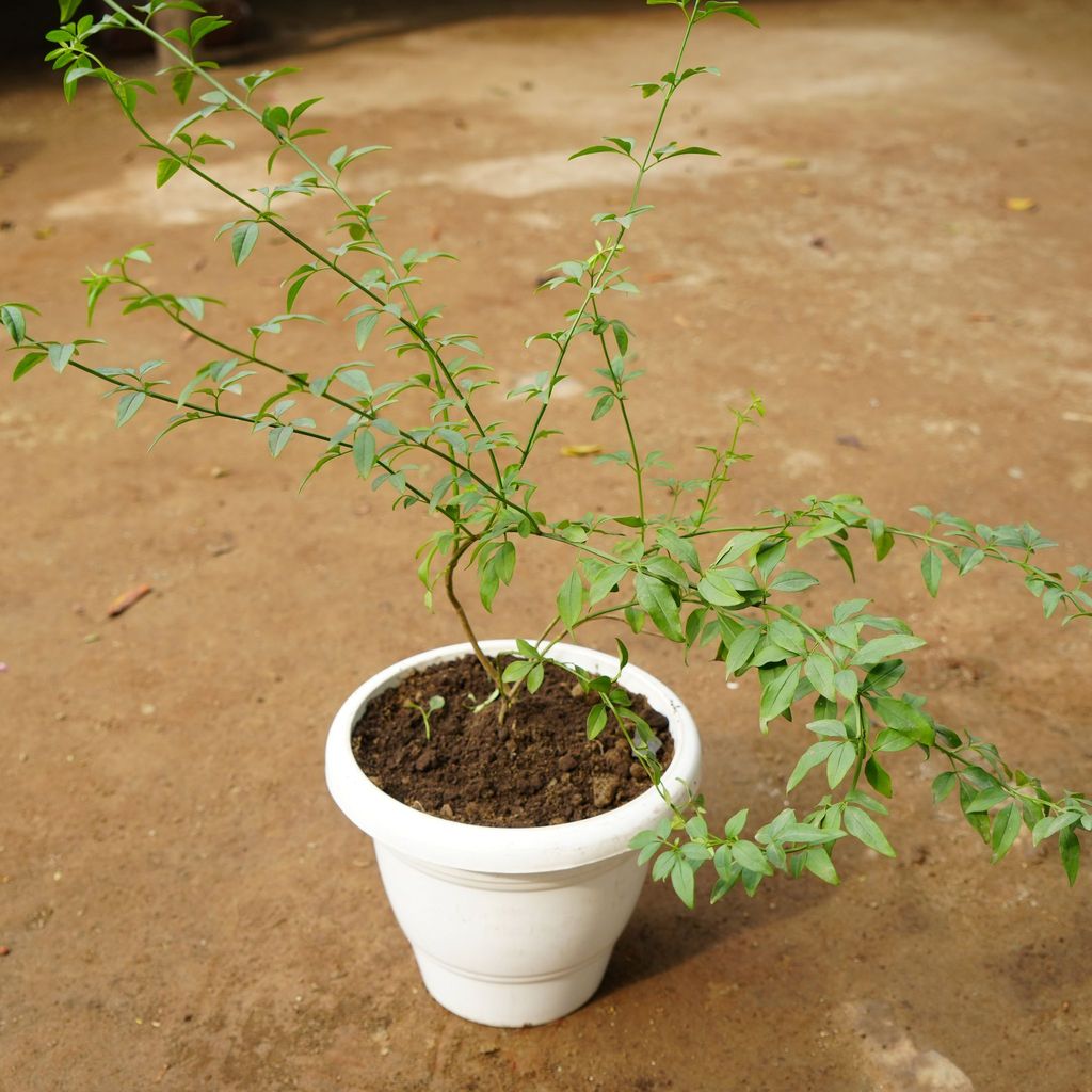 ATUL8125 - Chameli Bel in 10 Inch Classy White Plastic Pot