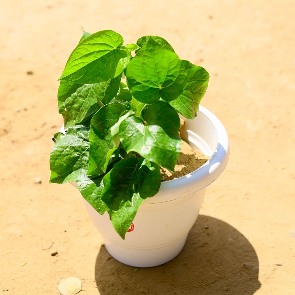 ATUL4430 - Banarasi Paan / Betal Leaf in 10 inch Classy White Plastic Pot