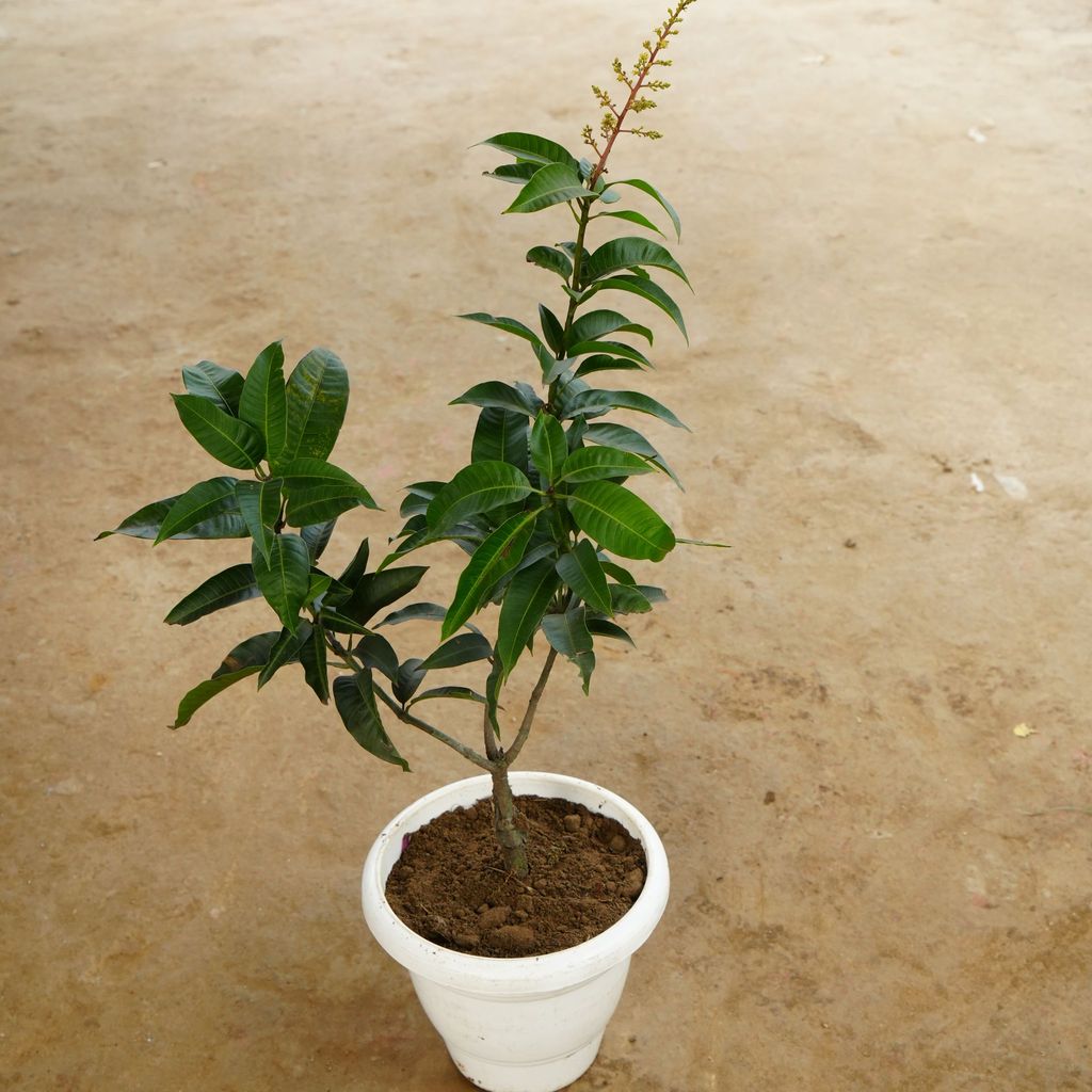 ATUL8136 - Mango Grafted All Season in 10 Inch Classy White Plastic Pot