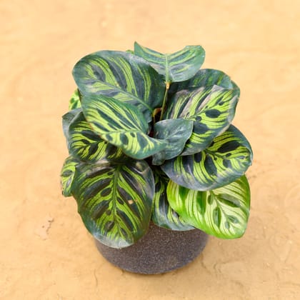 Buy Calathea Peacock in 6 inch 6 Inch Black Cylindrical Fiberglass Pot Online | Urvann.com