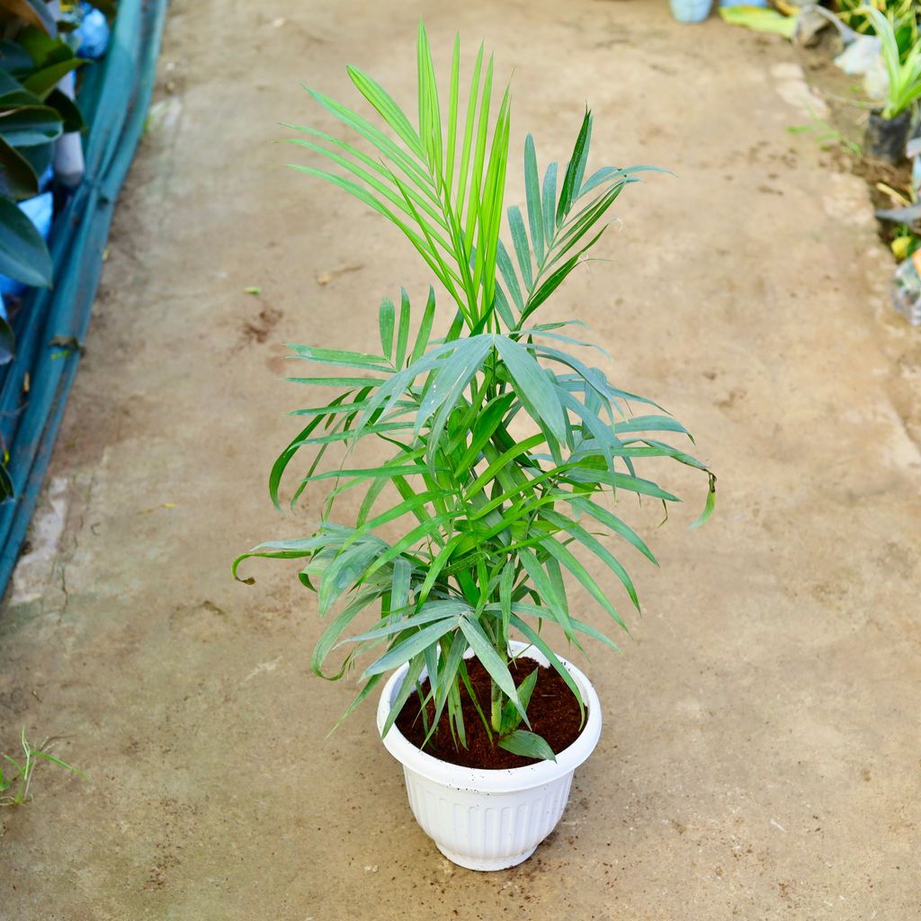 ATUL3461 - Bamboo Palm (~ 2 Ft) in 10 Inch White Olive Plastic Pot