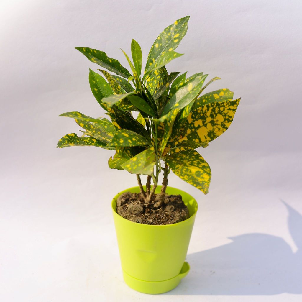 ATUL5460 - Baby Croton in 4 Inch Green Florence Self Watering Pot