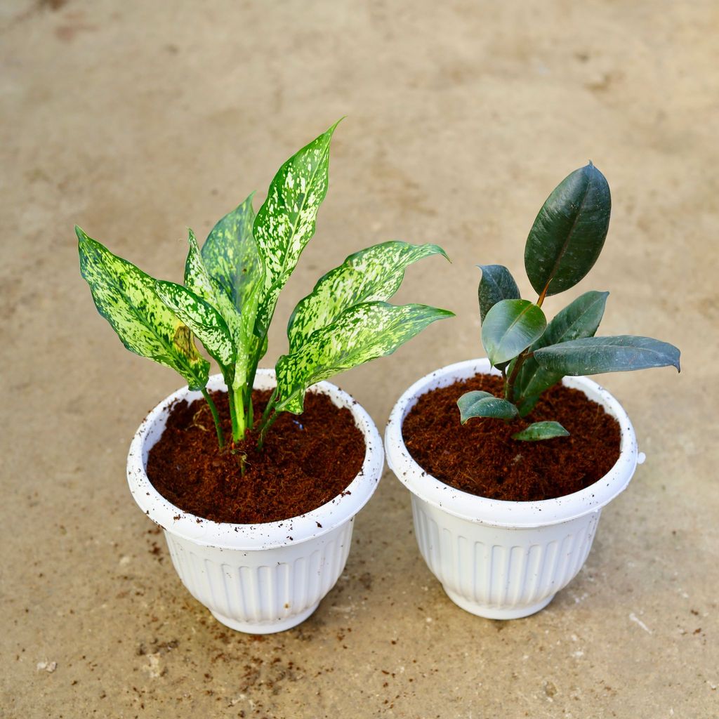 ATUL3466 - Set of 2 - Aglaonema Snow White & Rubber Black in 8 Inch White Olive Plastic Pot