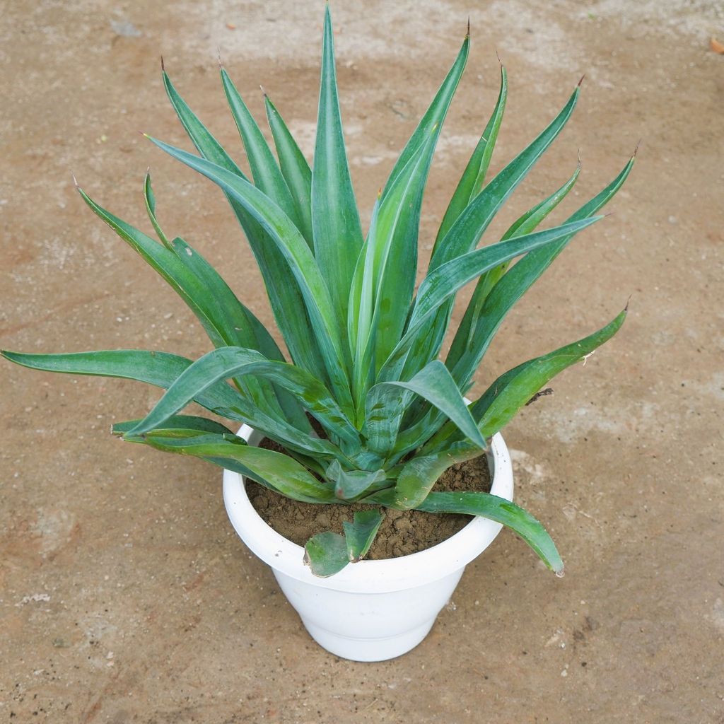 ATUL8176 - Agave / Kamal Cactus in 10 Inch Classy White Plastic Pot