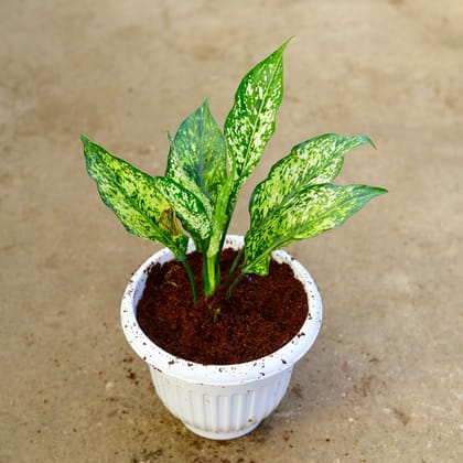 Buy Aglaonema Snow White in 8 Inch White Olive Plastic Pot Online | Urvann.com