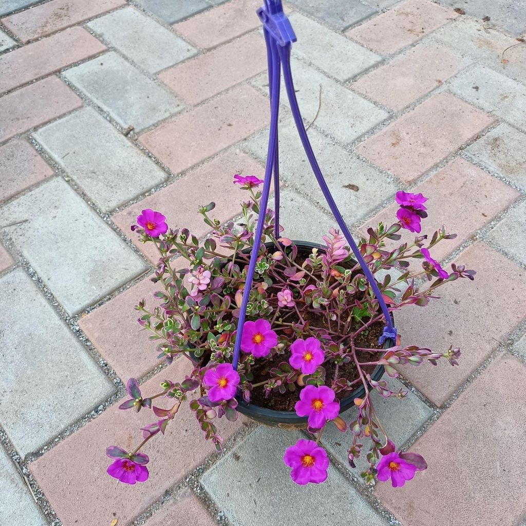 ATUL3302 - Portulaca (any colour) in 6 Inch Hanging basket