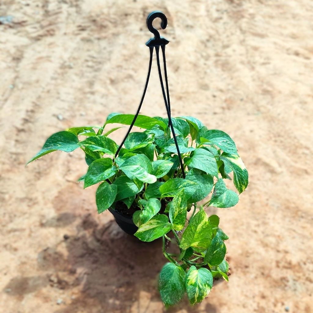 ATUL3316 - Money Plant Green in 7 Inch Black Hanging Basket