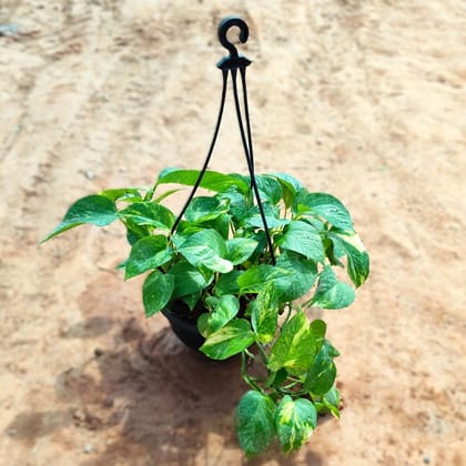 ATUL3316 - Money Plant Green in 7 Inch Black Hanging Basket