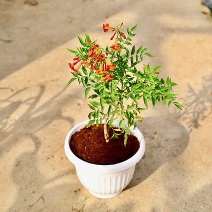 Buy Tecoma Orange in 10 Inch White Premium Olive Plastic Pot Online | Urvann.com