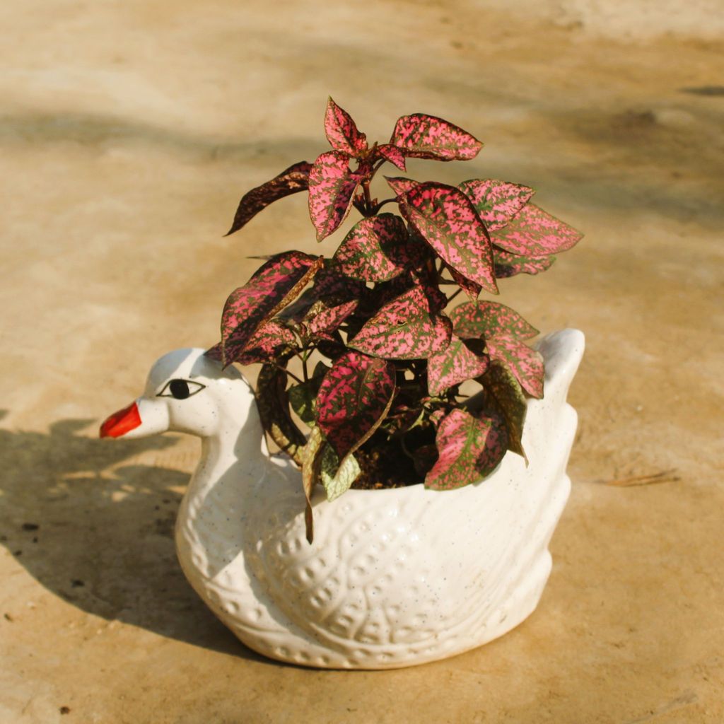 ATUL8040 - Hypoestes / Polka Dot Red in 10x5 Inch White Duck Ceramic Pot