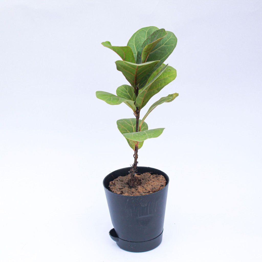 ATUL5358 - Fiddle Leaf Fig / Ficus Lyrata in 4 Inch Black Florence Self Watering Pot