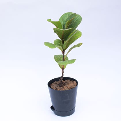 Buy Fiddle Leaf Fig / Ficus Lyrata in 4 Inch Black Florence Self Watering Pot Online | Urvann.com