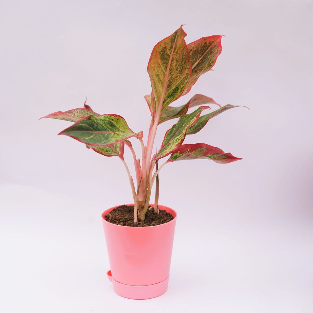 ATUL3378 - Aglaonema Lipstick in 4 Inch Pink Florence Self Watering Pot