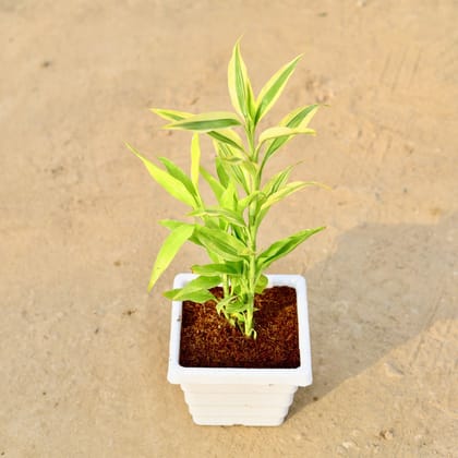 Buy Golden Lucky Bamboo in 6 Inch White Marble Premium Orchid Square Plastic Pot Online | Urvann.com