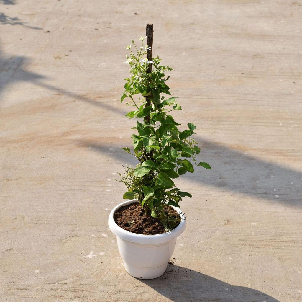 ATUL7906 - Clematis Vine (any colour) in 8 Inch Classy White Plastic Pot