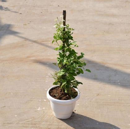 Buy Clematis Vine (any colour) in 8 Inch Classy White Plastic Pot Online | Urvann.com