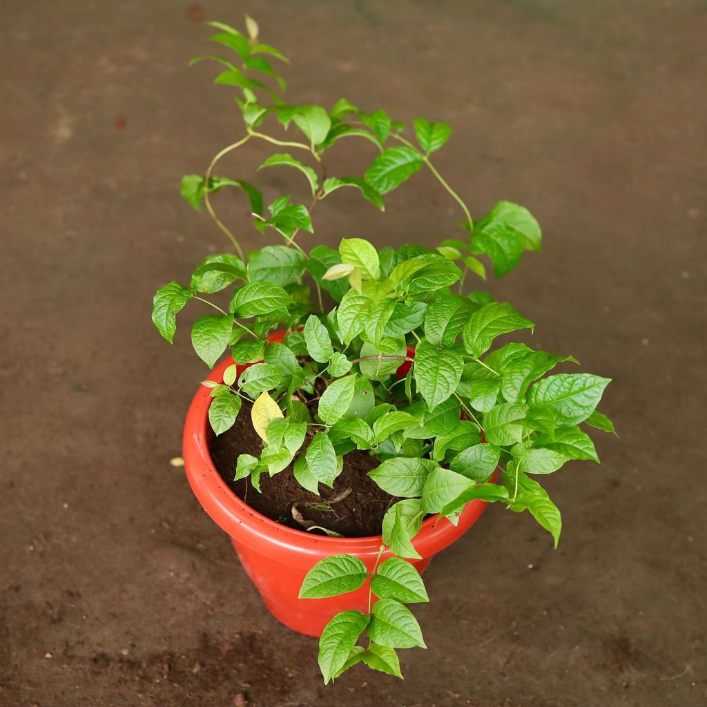 ATUL7911 - Madhu Malti / Rangoon Creeper (any colour) in 8 Inch Classy Red Plastic Pot