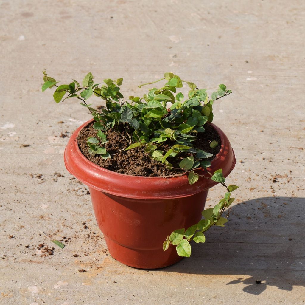 ATUL7921 - Chipkali Bel in 8 Inch Classy Red Plastic Pot