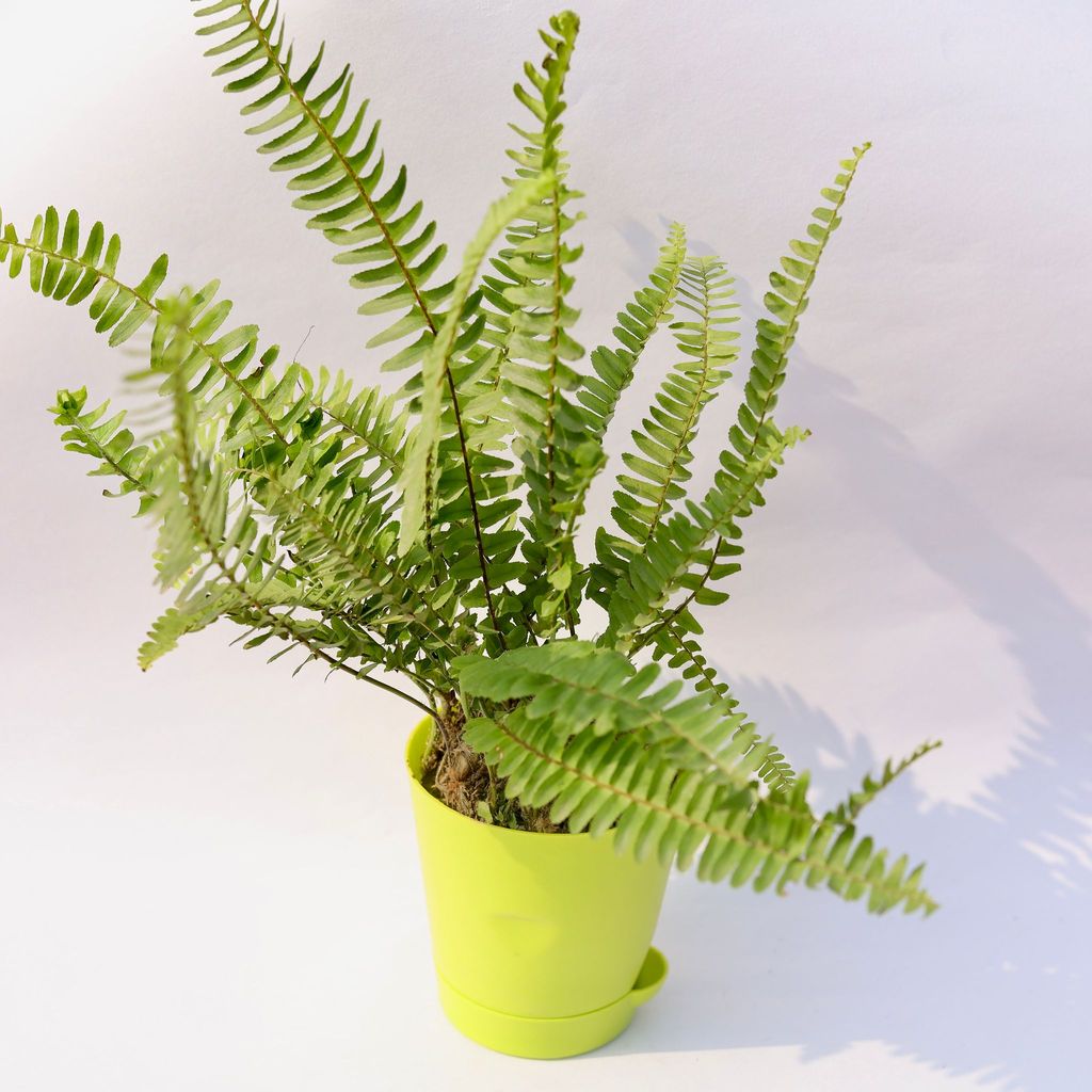 ATUL3249 - Fern Green in 4 Inch Green Florence Self Watering Pot