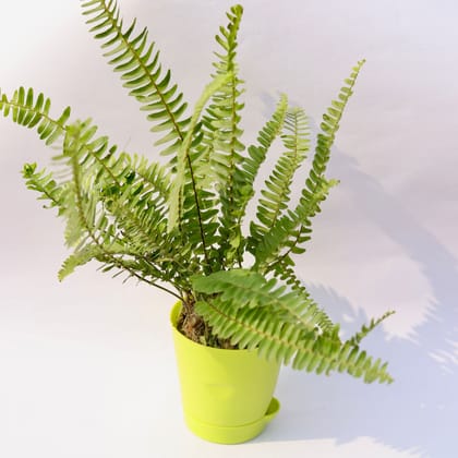 Buy Fern Green in 4 Inch Green Florence Self Watering Pot Online | Urvann.com