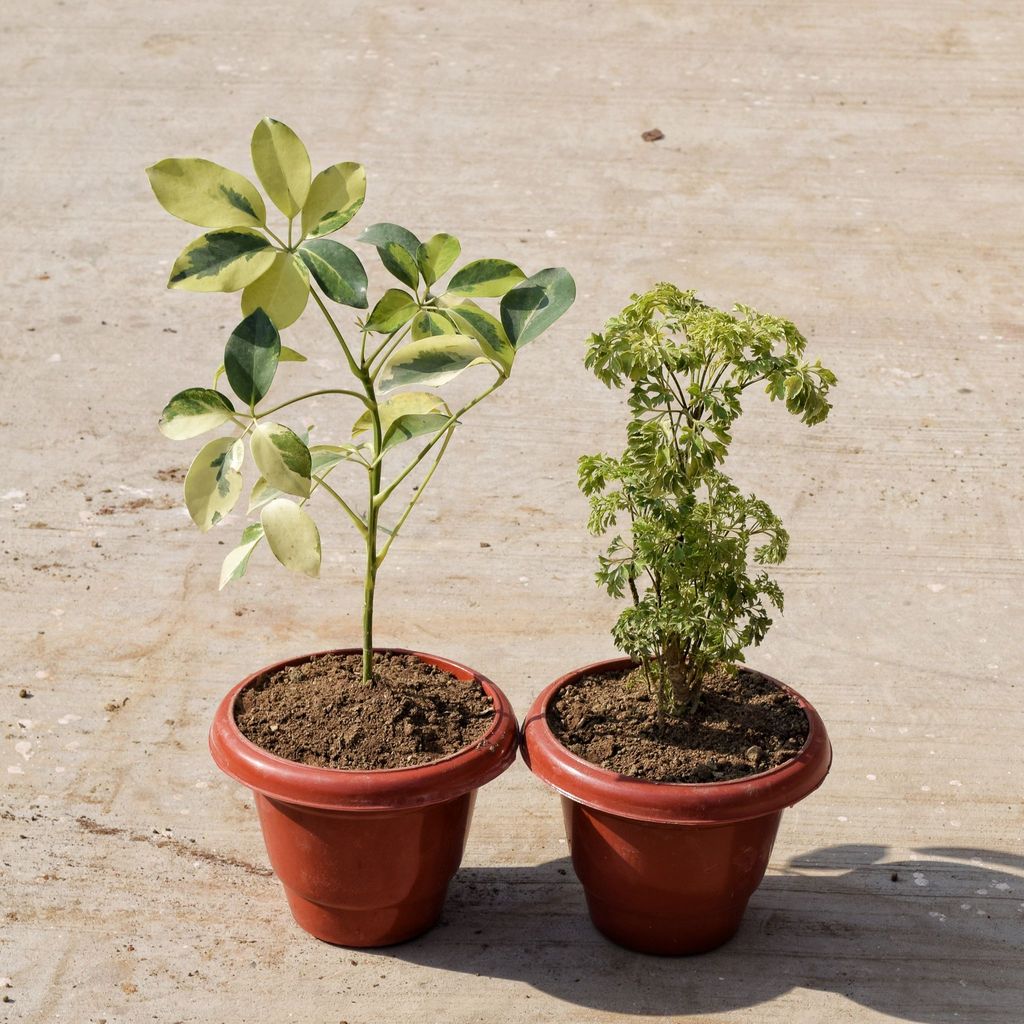 ATUL7940 - Set of 2 - Aralia Green & Schefflera Brassia in 8 Inch Classy Red Plastic Pot