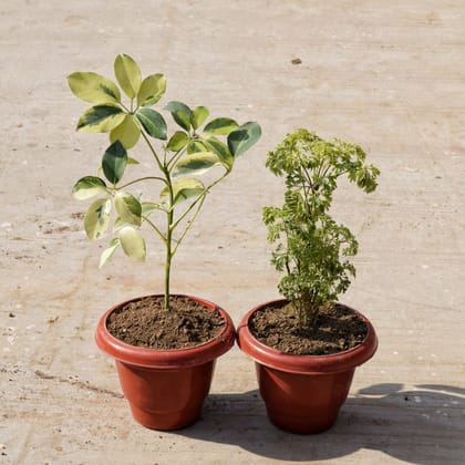 Buy Set of 2 - Aralia Green & Schefflera Brassia in 8 Inch Classy Red Plastic Pot Online | Urvann.com