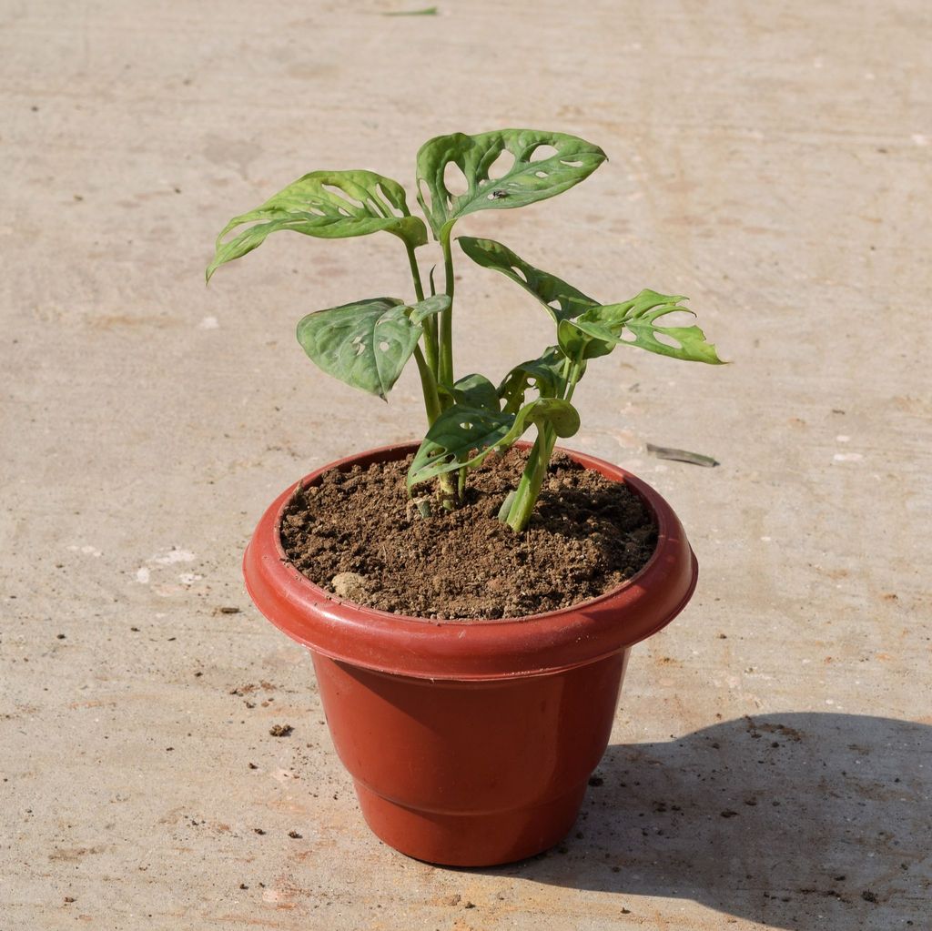 ATUL7948 - Monstera Broken Heart in 8 Inch Classy Red Plastic Pot