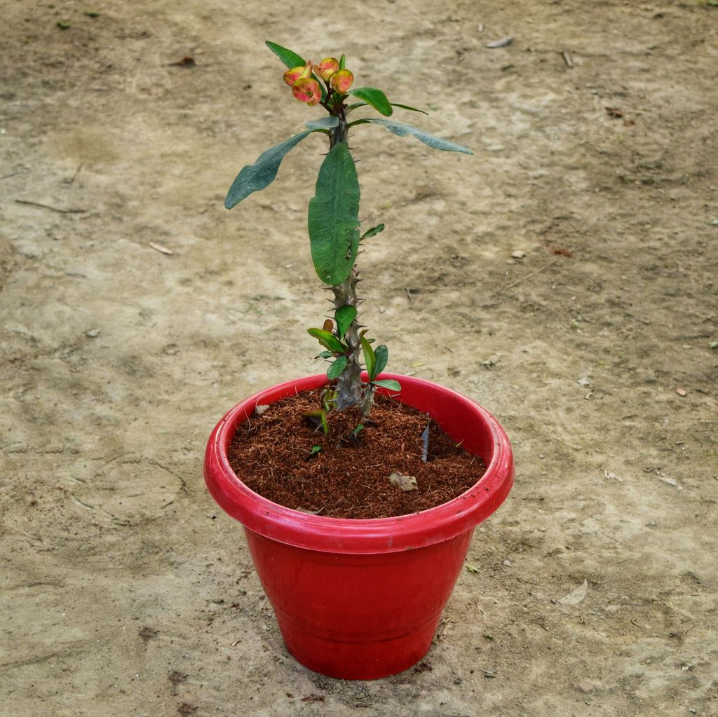 ATUL5266 - Euphorbia Mili (any colour) in 10 Inch Terracotta Red Classy Plastic Pot