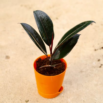 Buy Rubber Black in 4 Inch Orange Florence Self Watering Pot Online | Urvann.com