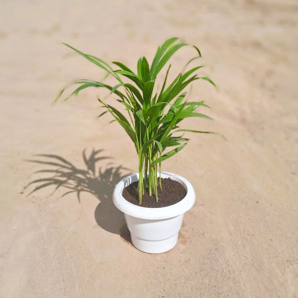 ATUL5273 - Areca Palm Mini in 6 Inch Classy White Plastic Pot