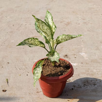 Buy Aglaonema Snow White in 8 Inch Classy Red Plastic Pot Online | Urvann.com