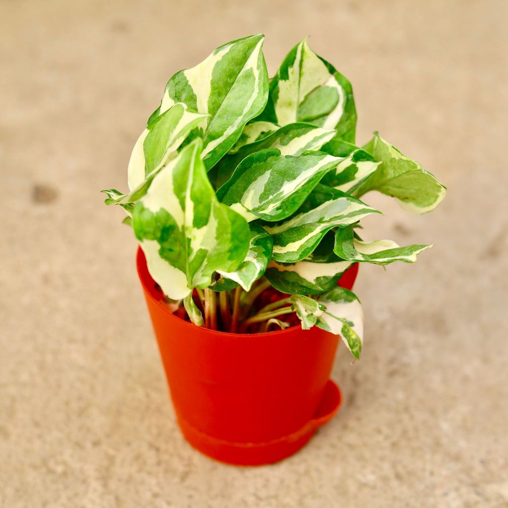 ATUL4273 - Money Plant Njoy in 4 Inch Red Florence Self Watering Pot