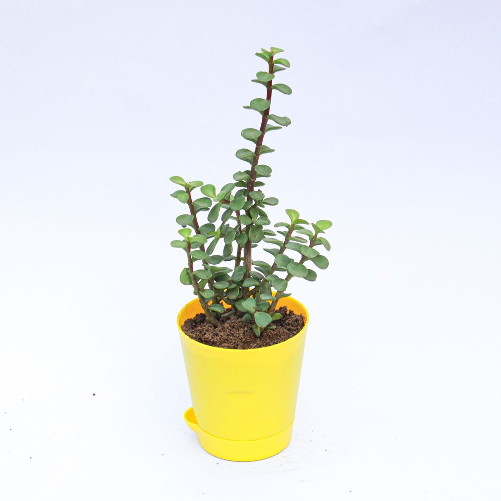 ATUL3289 - Jade in 4 Inch Yellow Florence Self Watering Pot