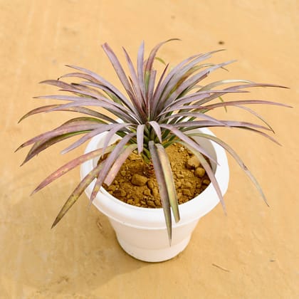 Buy Yucca Purple in 10 Inch Classy White Plastic Pot Online | Urvann.com